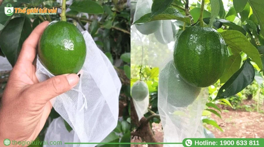 Túi bọc bơ hữu ích cho các vườn bơ thương mại