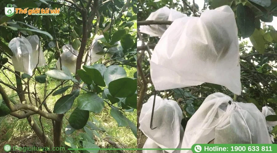 Kích thước thông dụng của túi bao trái bơ