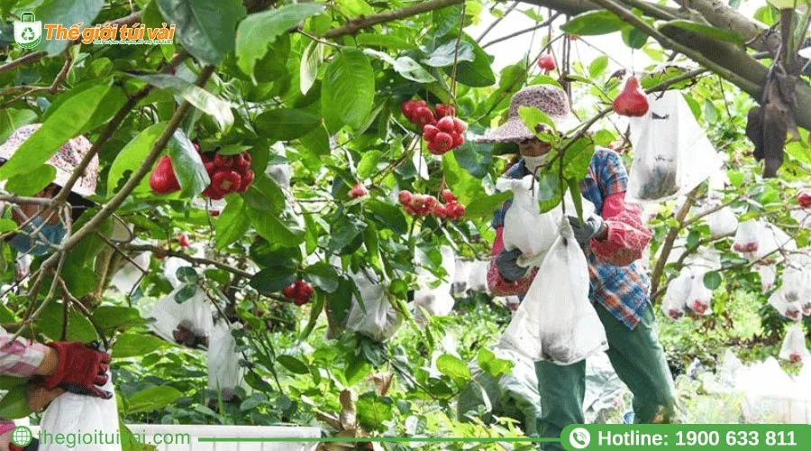 Túi bọc mận lựa chọn lý tưởng cho các vườn mận, trang trại hữu cơ Túi bọc mận lựa chọn lý tưởng cho các vườn mận, trang trại hữu cơ