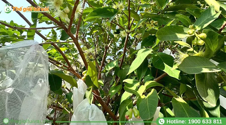 Túi bọc mận dạng lưới mang lại độ thông thoáng cao Túi bọc mận dạng lưới mang lại độ thông thoáng cao