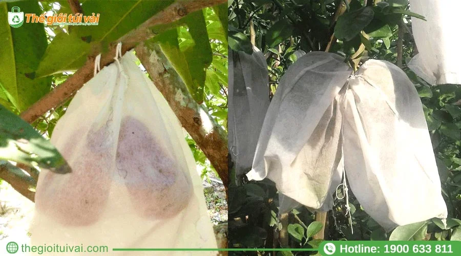 Túi bọc mận thiết kế dây rút giúp cố định túi chắc chắn trên quả Túi bọc mận thiết kế dây rút giúp cố định túi chắc chắn trên quả