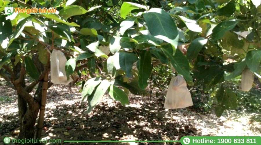 Sử dụng túi bọc mận bảo vệ toàn diện, nâng cao chất lượng sản phẩm Sử dụng túi bọc mận bảo vệ toàn diện, nâng cao chất lượng sản phẩm
