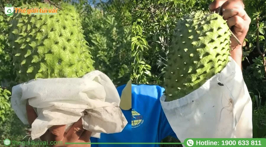 Kích thước thông dụng của túi bọc mãng cầu xiêm