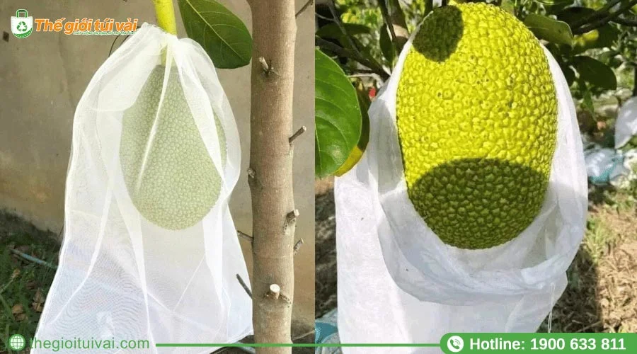 Túi bọc mít có dây rút giúp cố định túi chắc chắn trên trái