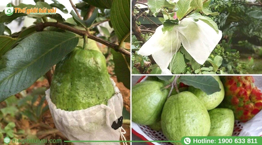 Sử dụng túi vải bọc ổi hạn chế các tác động từ môi trường bên ngoài Sử dụng túi vải bọc ổi hạn chế các tác động từ môi trường bên ngoài