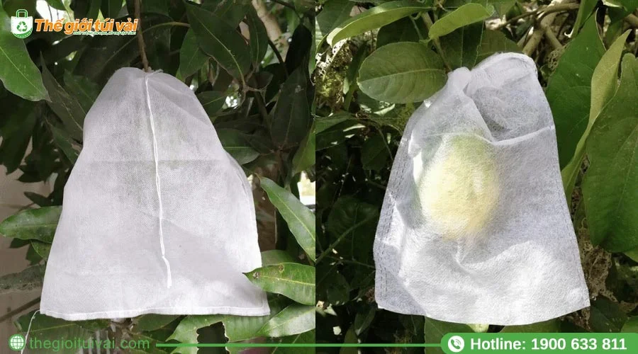 Túi bọc xoài tại Thế Giới Túi Vải với màu trắng phổ biến