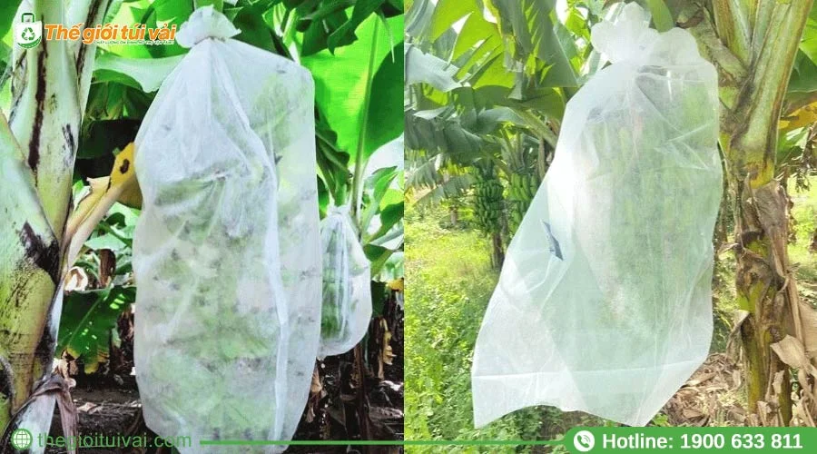 Túi bọc chuối thiết kế dây rút giúp túi được cố định chắc chắn