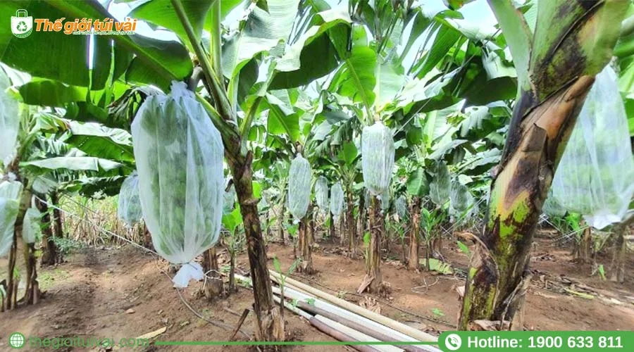 Kích thước thông dụng của túi bao buồng chuối